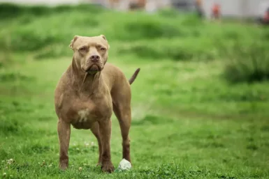 a dog standing in a grassy area