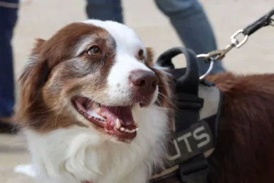 Portrait d'un chien tenu en laisse