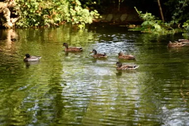 Des canards sur un plan d'eau