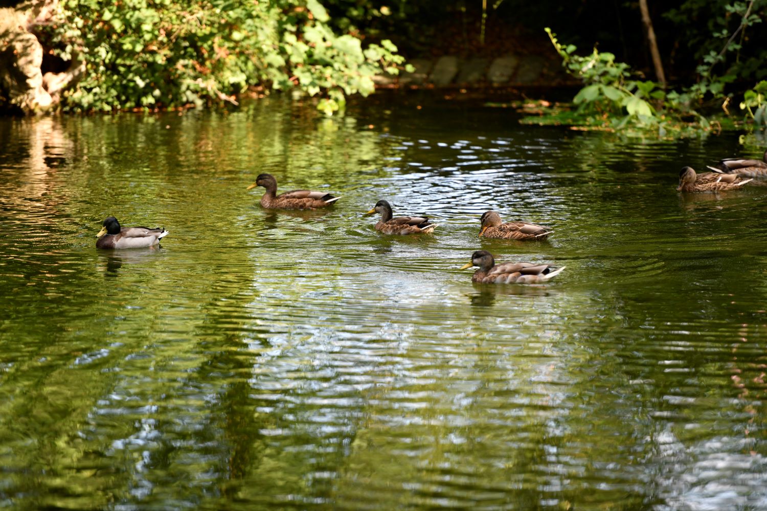 Des canards sur un plan d'eau