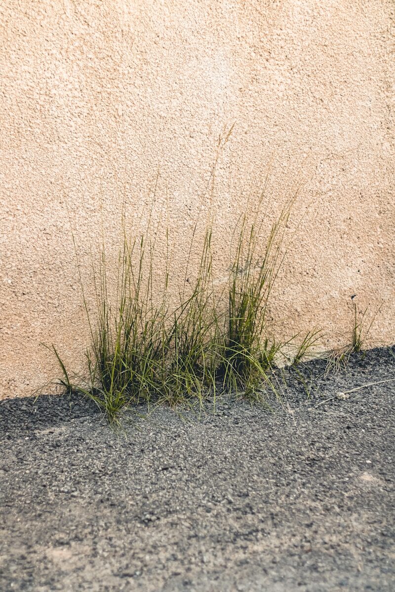 a close up of some grass