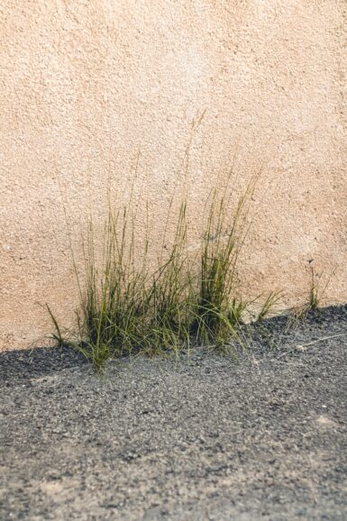 a close up of some grass