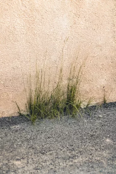 a close up of some grass