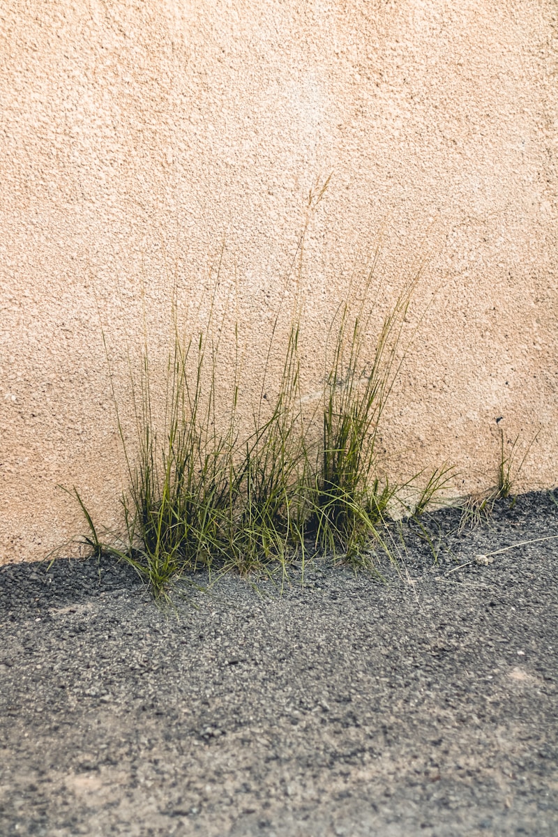 a close up of some grass