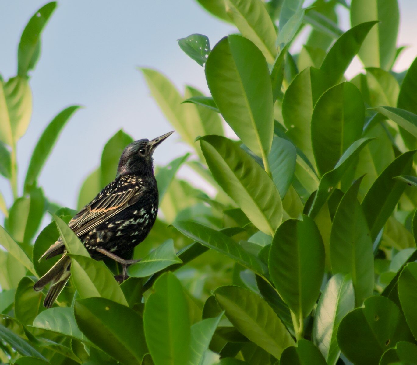 a small bird perched on top of a leafy tree