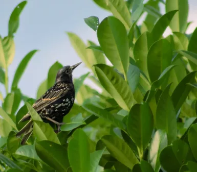 a small bird perched on top of a leafy tree