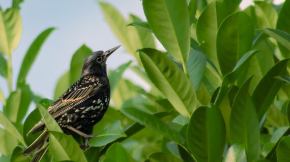 a small bird perched on top of a leafy tree