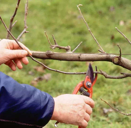 taille des arbres fruitiers