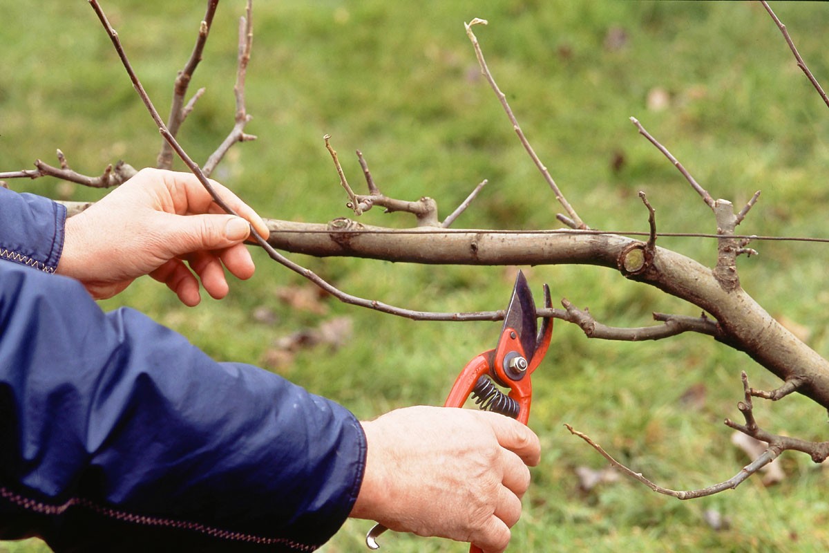 taille des arbres fruitiers