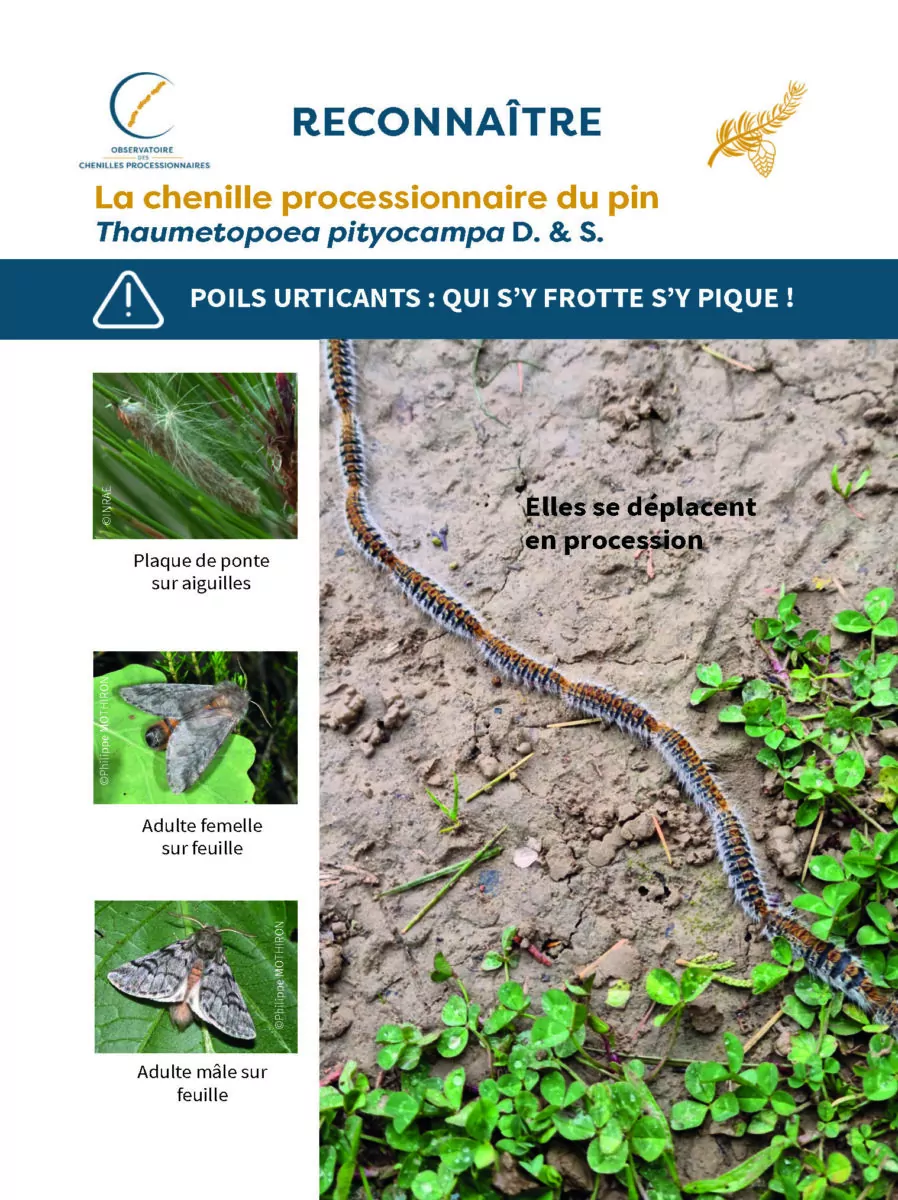 RECO-01-CP_Cartes-reco-chenilles_CPP_Page_1