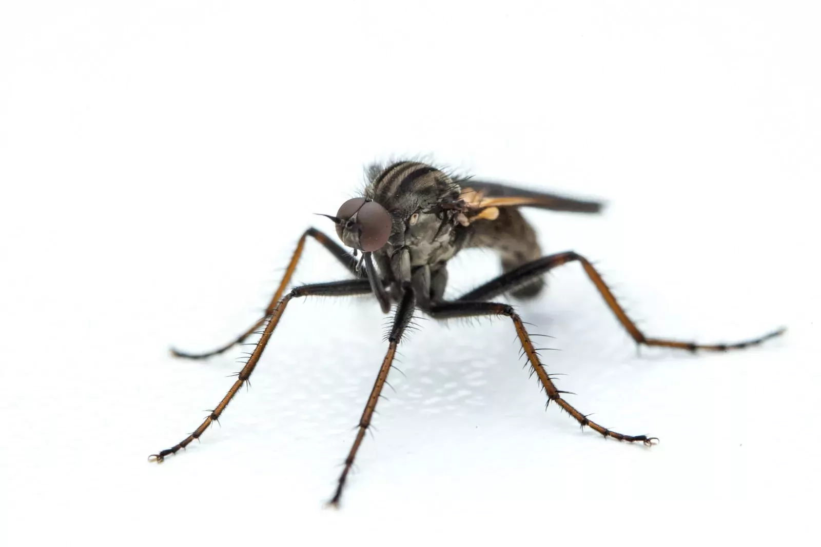 A close up of a mosquito on a white background