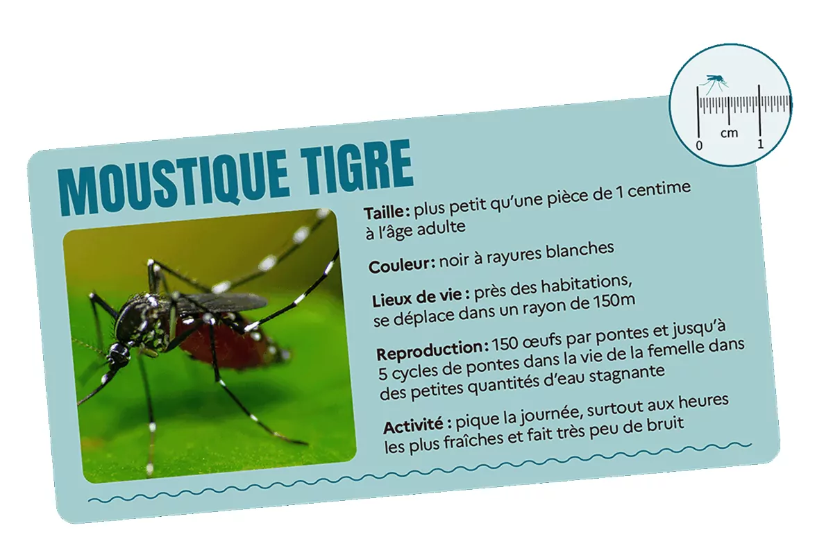 Descriptif et caractéristiques du moustique tigre (source : Agence Régionale de Santé d'Ile-de-France)